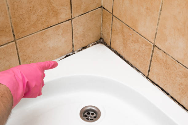 Best Industrial Mold Remediation in New Town, ND